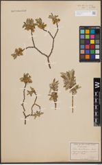 Foto von Salix desertorum Richardson